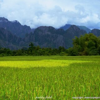 DSCN0400 beautiful background to these rice fields